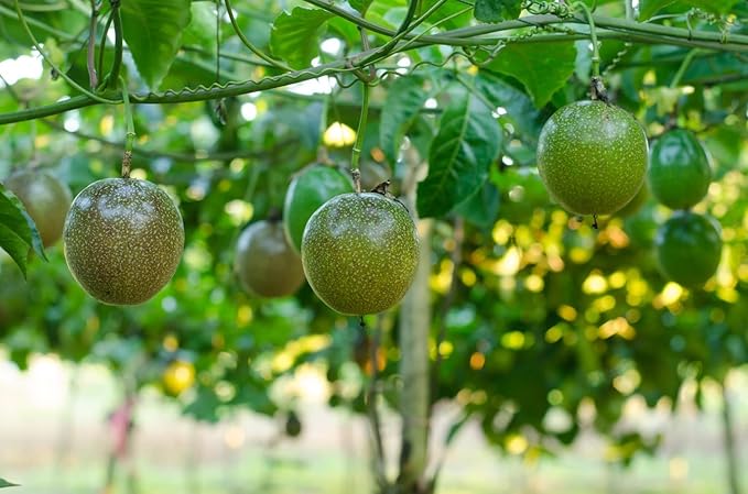 passion-fruit-vine